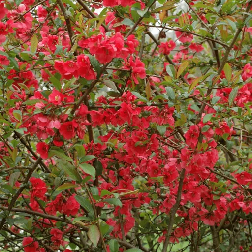 Chaenomeles superba K2 - Rózsaszín díszbirs – Évelő növények