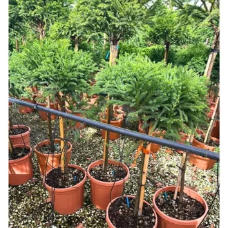 Cryptomeria MT - Magastörzsű japán ciprus – Egyéb ciprusok