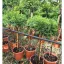 Cryptomeria MT - Magastörzsű japán ciprus – Egyéb ciprusok