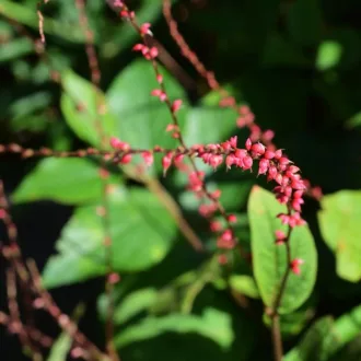 Persicaria filiformis - Keserűfű