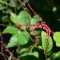 Persicaria filiformis - Keserűfű