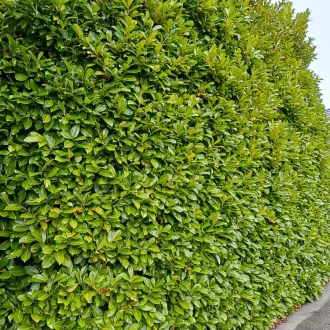 Prunus laurocerasus Genolia K2,5 - Oszlopos babérmeggy