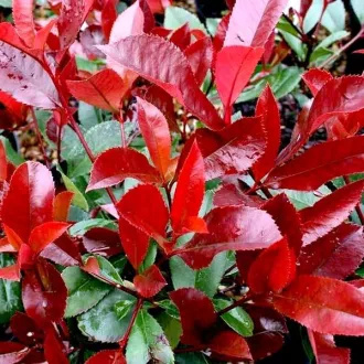   Photinia x fraserii Little Red Robin - Törpe korallberkenye K2