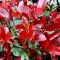 Photinia x fraserii Little Red Robin - Törpe korallberkenye K2