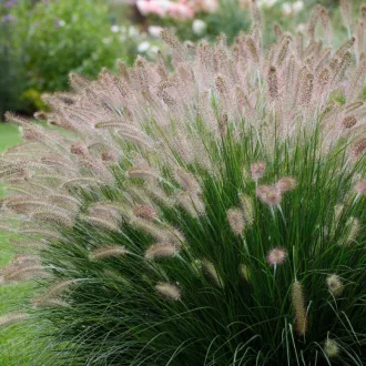 Pennisetum-alopecuroides-K2-Barna-bugaju-tollborzf