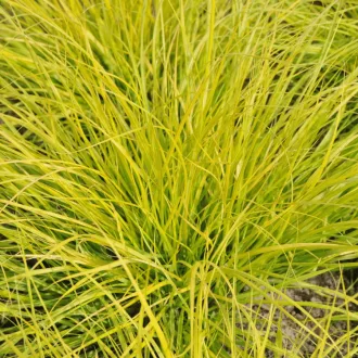 Pennisetum-JS-Jommenik-CS14-Sarga-levelu-tollborzf