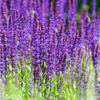 Salvia-nemorosa-Caradonna-Ligeti-Zsalya