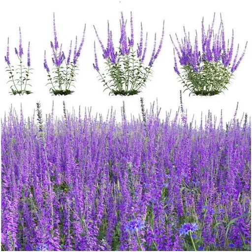 Salvia-nemorosa-Caradonna-Ligeti-Zsalya