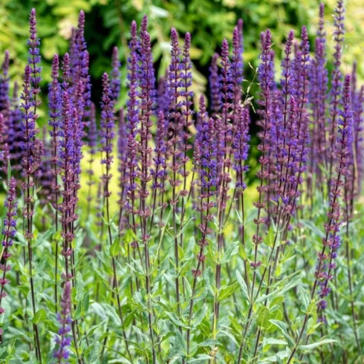 Salvia-nemorosa-Caradonna-Ligeti-Zsalya