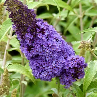 Buddleja sp K3 - Nyáriorgona – Évelő növények