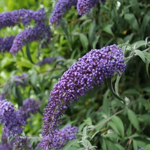 Buddleja sp K3 - Nyáriorgona – Évelő növények