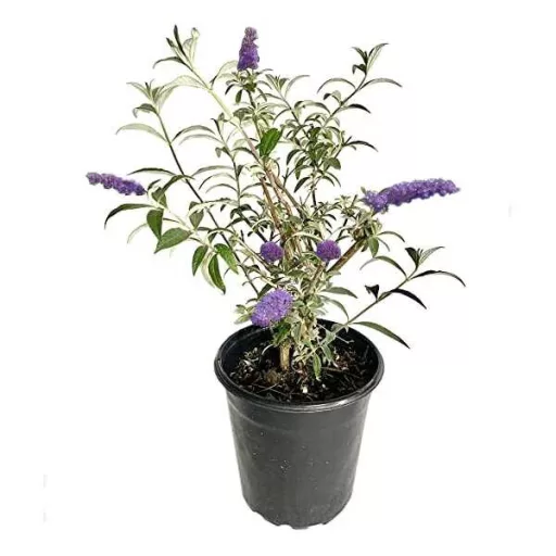 Buddleja sp K3 - Nyáriorgona – Évelő növények