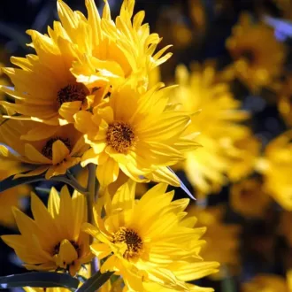 Helianthus sp - Évelő napraforgó CS9 – Évelő növények