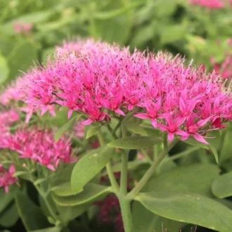 Sedum-spectabile-CS9-Pompas-varjuhaj