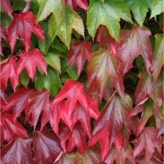 Parthenocissus tricuspidata Veitchii K2 - Vadszőlő – Évelő növények