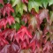Parthenocissus tricuspidata Veitchii K2 - Vadszőlő – Évelő növények