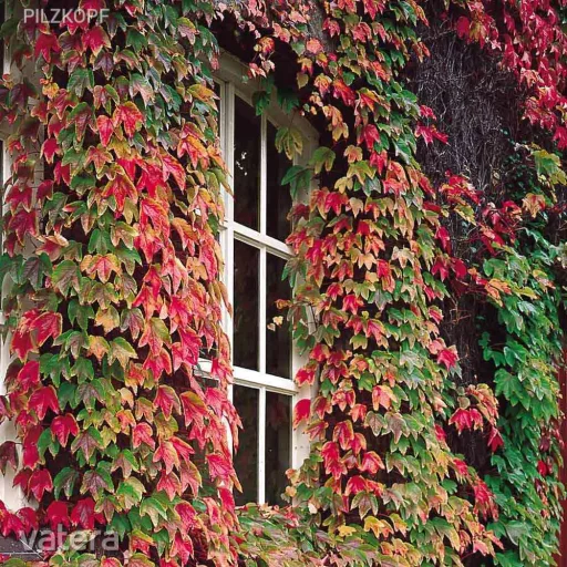 Parthenocissus tricuspidata Veitchii K2 - Vadszőlő – Évelő növények