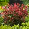 Photinia x fraserii Red Robin K2 - Korallberkenye