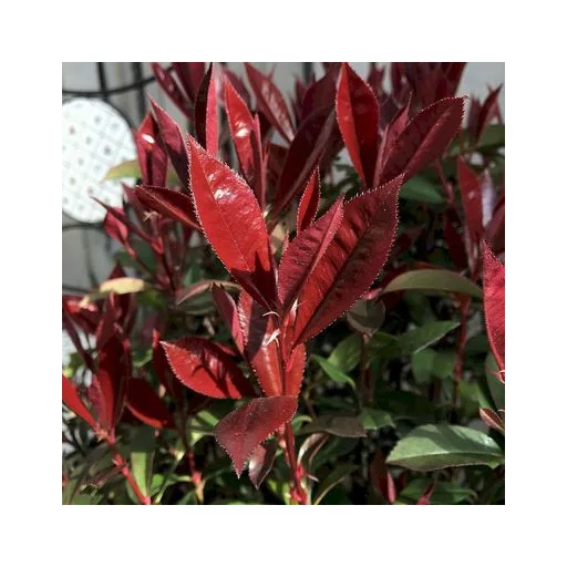 Photinia x fraserii Red Robin K2 - Korallberkenye