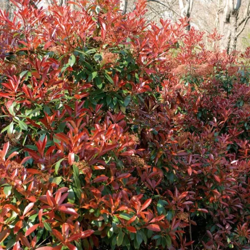 Photinia x fraserii Red Robin K2 - Korallberkenye