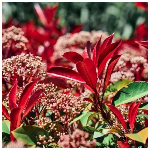 Photinia x fraserii Red Robin K2 - Korallberkenye