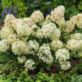 Hydrangea paniculata Petite Star K3 - Bugás hortenzia