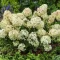 Hydrangea paniculata Petite Star K3 - Bugás hortenzia