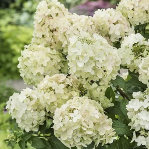 Hydrangea paniculata Petite Star K3 - Bugás hortenzia