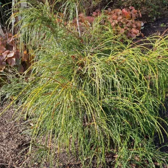 Thuja plicata Whipcord MT50 - Törzses fonalas tuja K3