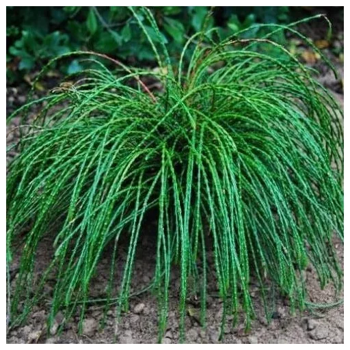 Thuja plicata Whipcord MT50 - Törzses fonalas tuja K3
