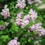 Syringa meyeri Palibin K5 - Törpe orgona fa – Évelő növények