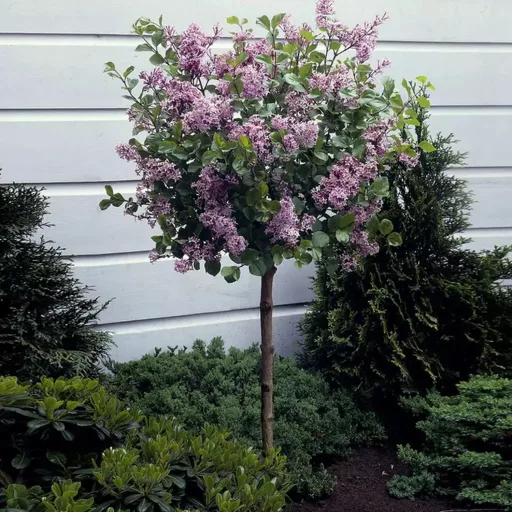 Syringa meyeri Palibin K5 - Törpe orgona fa – Évelő növények
