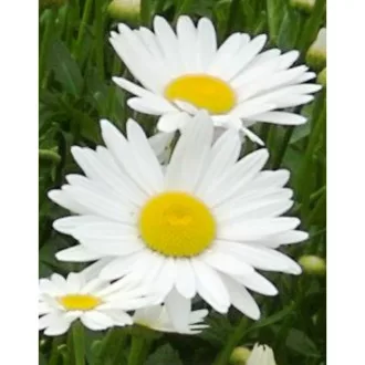 Leucanthemum x superbum CS14 - Margaréta – Évelő növények