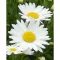 Leucanthemum x superbum CS14 - Margaréta – Évelő növények