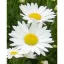 Leucanthemum x superbum CS14 - Margaréta – Évelő növények
