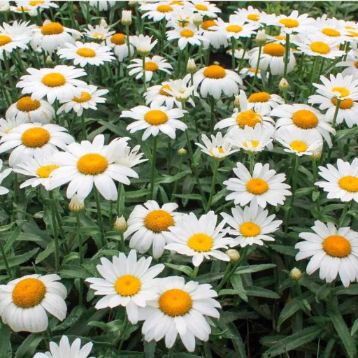 Leucanthemum x superbum CS14 - Margaréta – Évelő növények