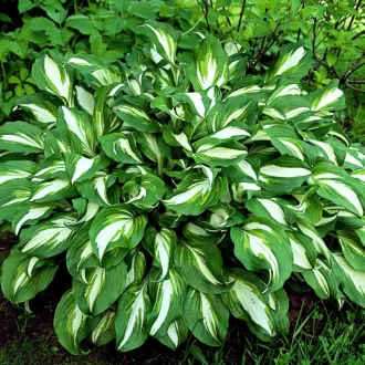 Hosta undulata Albomarginata CS14 - Árnyékliliom – Évelő növények