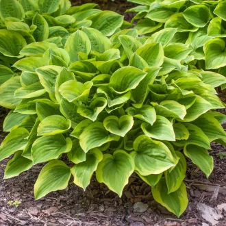 Hosta Golden Tiara CS14 - Árnyékliliom – Évelő növények