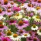 Echinacea-purpurea-MIX-CS14-Kasvirag