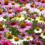 Echinacea-purpurea-MIX-CS14-Kasvirag