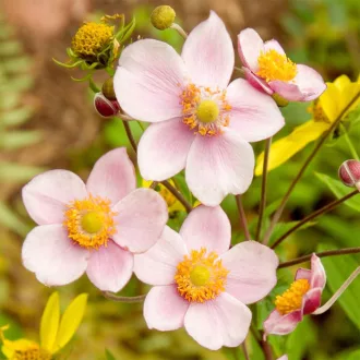 Anemone x hybrida CS9 - Rózsaszín szellőrózsa – Évelő növények