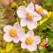 Anemone x hybrida CS9 - Rózsaszín szellőrózsa – Évelő növények