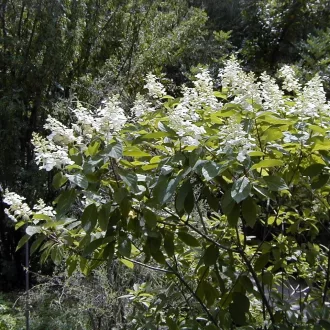 Hydrangea paniculata Unique CS19 - Bugás hortenzia