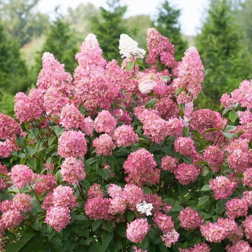 Hydrangea paniculata Pink Lady K2 - Bugás hortenzia