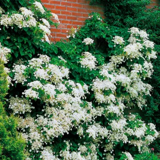 Hydrangea petiolaris K2 - Kúszó hortenzia