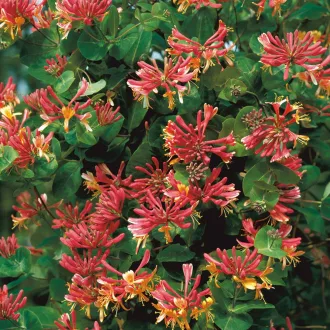 Lonicera heckrottii Goldflame K1,7 - Kúszólonc