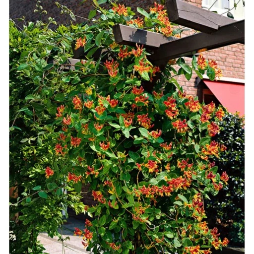 Lonicera heckrottii Goldflame K1,7 - Kúszólonc