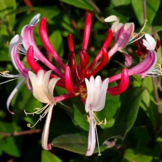 Lonicera-japonica-Red-World-K17-Kuszolonc