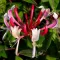 Lonicera-japonica-Red-World-K17-Kuszolonc
