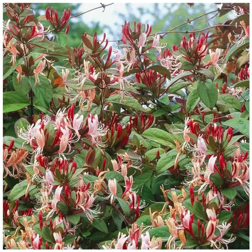Lonicera-japonica-Red-World-K17-Kuszolonc